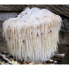 Мицелий Гериция шиповатого / Ежовик гребенчатый (Hericium erinaceus)